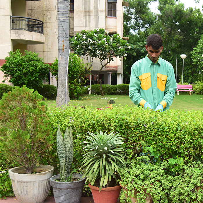 A gardener trimming the hedges in an apartment garden.
