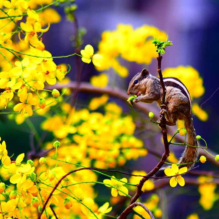 A squirrel on a twig of Amaltash tree with yellow flowers backdrop.